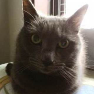 さらちゃん　おとなしい女の子です