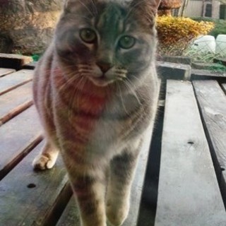 ピーちゃん　　よく人なれしてます