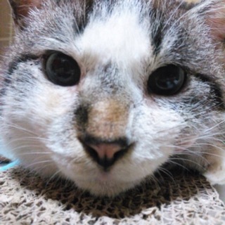 グレー×白の男の子♂