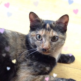 ６ヶ月 可愛いサビトラのランカちゃん