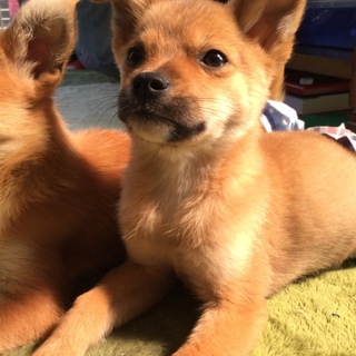 有難う御座いました