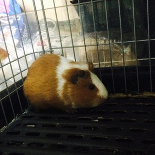 モルモット2匹の里親さん募集！