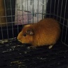 モルモット2匹の里親さん募集！ サムネイル2