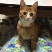 ユヅ
