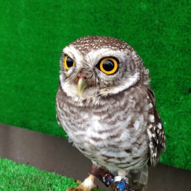 アラゲ丸のカバー写真