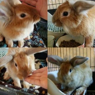 保護うさぎ/27番ミニウサギ