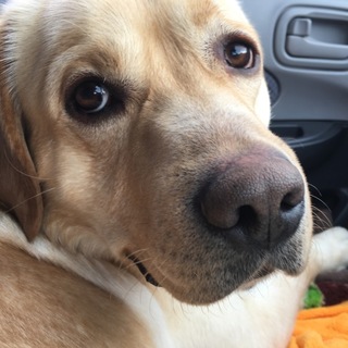 ラブラドール  サブ君