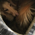 一身上の都合により里親さん探しております。