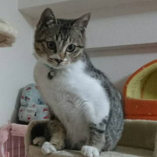 撫でられるのが大好きなキジ白君