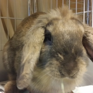 保護うさぎ/23番ロップイヤー