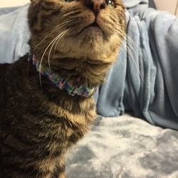 初めての首輪♪♪