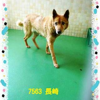 里親さまが決まりました　ありがとうございました