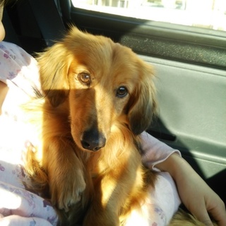 人が大好き甘えん坊すぎるダックス男の子