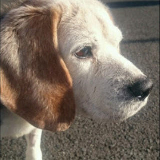 ビ－グル★ムサシ★明るい★終の棲家を募集