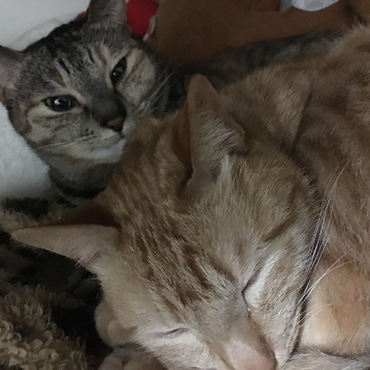 仲良しもんやり