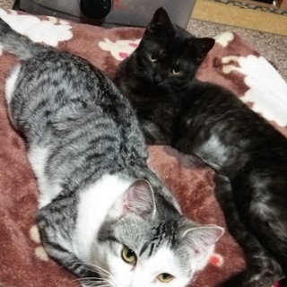 サバクロ三兄弟