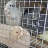 小動物、チンチラ2匹 サムネイル2