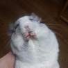 小動物、チンチラ2匹 サムネイル4