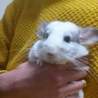 小動物、チンチラ2匹 サムネイル3