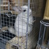 小動物、チンチラ2匹 サムネイル5