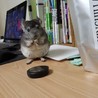 小動物、チンチラ2匹 サムネイル7