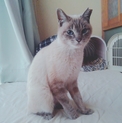 かわいいシャムMix里親【募集一時停止】