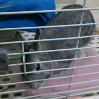 1歳未満のチンチラネザーランド