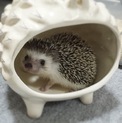 ハリネズミ♂ 1歳 里親様決定しました。