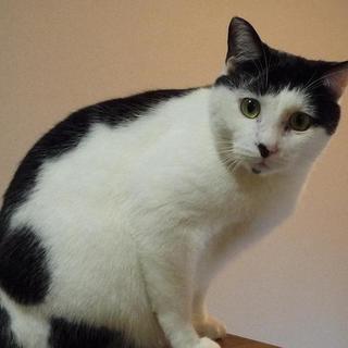   保護猫の里親を大至急募集します 