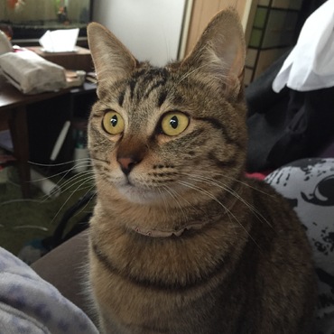 ゆずの写真