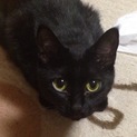 私の愛猫です助けてください