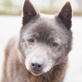 黒熊みたいな可愛いシニア君！