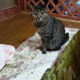 こわがりな女の子　小花ちゃん