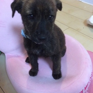 賢くて人懐っこい可愛いわんちゃんです！