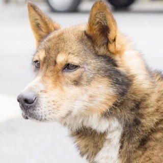 凛々しいお顔の優しい男の子！