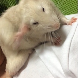 ママの肩の上は好きな場所？
