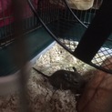 2月27日生まれのデグー