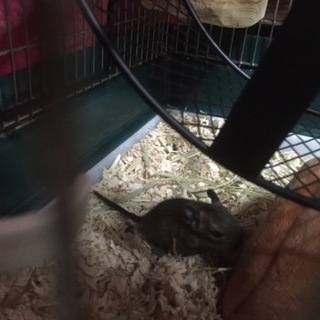 2月27日生まれのデグー