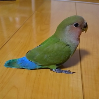 急募！コザクラインコ 決定しました！