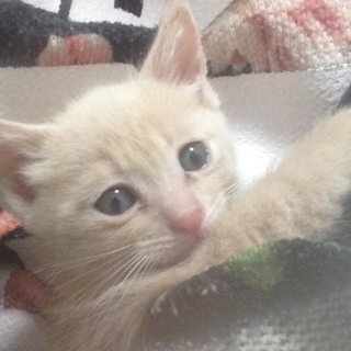 生後1ヶ月半！  かわいい子猫☆