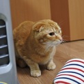 スコMIX 少し人見知りな甘えん坊