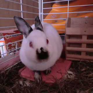 ネザーランドドワーフ　ヒマラヤン　