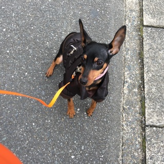 Ｍ．ピンシャー７カ月希望者多数のため募集終了。