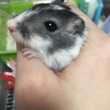 カラージャービル