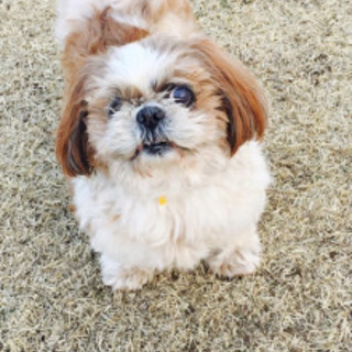 おっとりシーズーの女の子８～９歳