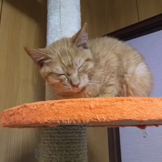 超未熟児で何度も生死の境をさ迷った子です。