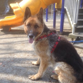 優しい方、募集します。