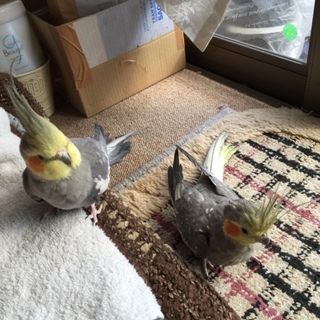 大変心強い里親様が見つかりました。