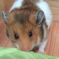 ゴールデンハムスターの里親募集