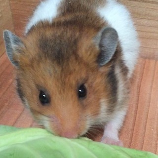 ゴールデンハムスターの里親募集